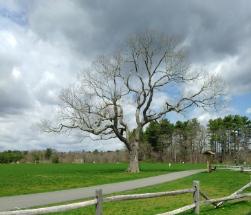 Large tree along the walking route at Forge Pond Park.