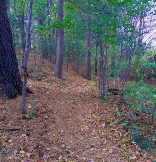 Pleasant well marked forge pond trail.