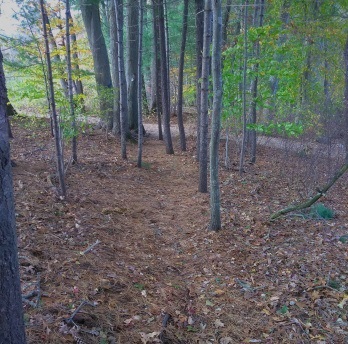 Forge Pond Trail ends at the boat launch.