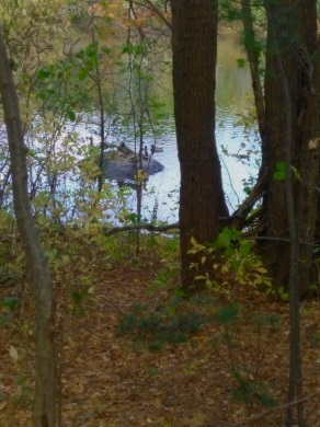 Ducks gather at the side of Forge Pond in Hanover.