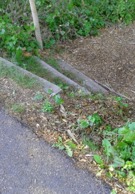 Rustic steps lead down from the sidewalk into the george ingram park in cohasset.