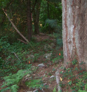 Orange flags help mark the way on the Connector Trail in George Ingram Park.