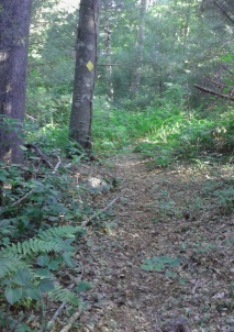 The Mack Trail leads through the ferns before ending alongside Norman Todd Road.