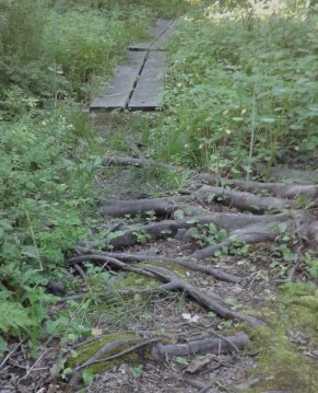 Large tree roots on the hiking trail at george ingram park,