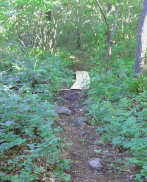 Newer looking planks across a wet area at George Ingram Park give evidence to new trail work.