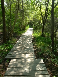 Boardwalk near the campsites on Grape Island.