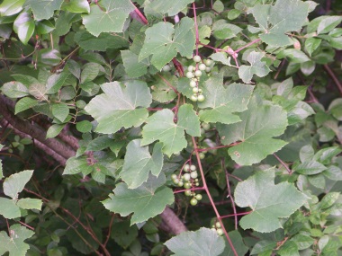 grapes at triphammer pond