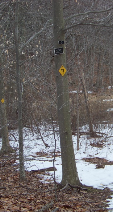 tree identification in great brewster woods