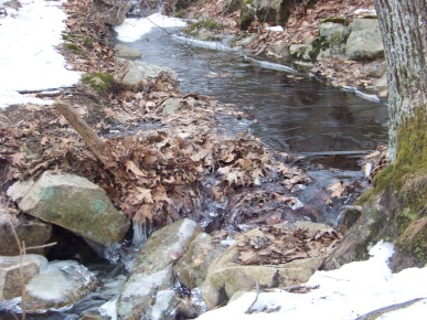 stream that feeds the marsh at great brewster woods