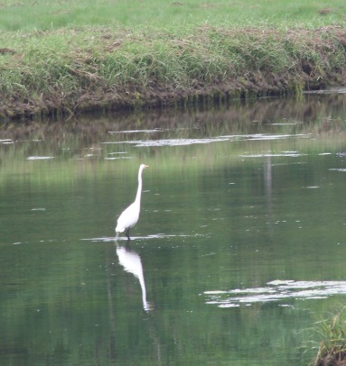 egret in great esker park
