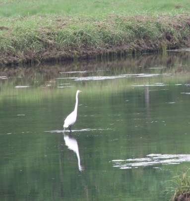 egret in great esker park