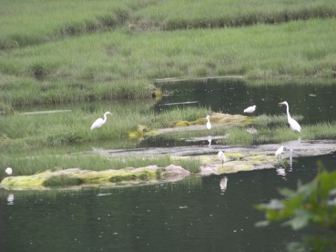family of egrets in great esker park