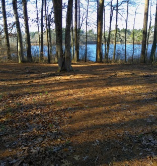 Clearing in Hanson Veterans Memorial Town Forest with downed sign claiming Tupello Campsite.