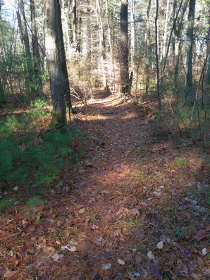 Hiking trail to Indian Trail cul de sac in Hanson Veterans Memorial Town Forest.