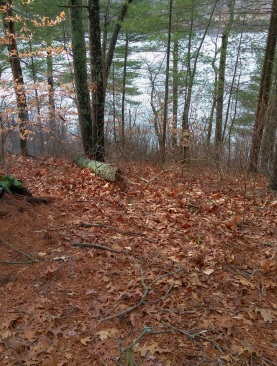 Abrupt end to the hiking trail loop end in Hanson Town Forest.