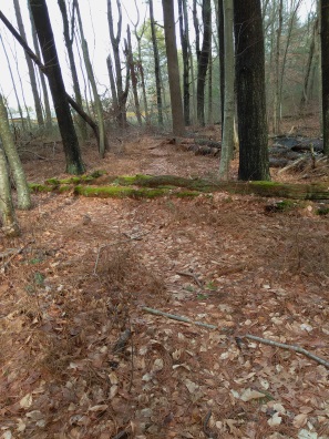 Hiking trail through open area of fallen trees.