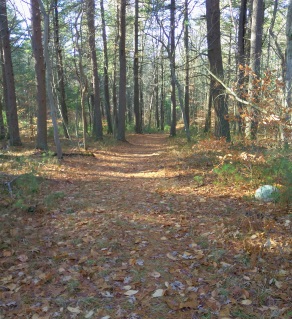 The wide easy cart path beginning at Hanson Town Forest.