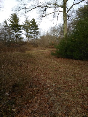 Sweeping hiking trail through a meadow area at Hanson Veterans Memorial Town Forest.