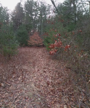 The narrow hiking trail leading out to meadow area at the Hanson Town Forest.