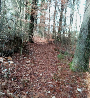 Narrow trail parallel to the pond in Hanson Town Forest.