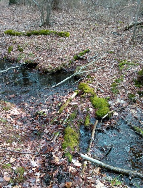 Makeshift bridge across a stream in the Hanson Town Forest.