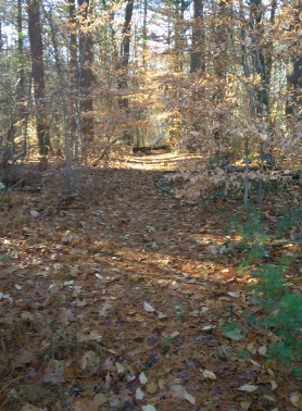 Tree fallen across a hiking trail in Hanson Veterans Memorial Town Forest.