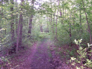 woodland trail turns grassy at hatch lots conservation area