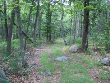 peaceful hiking trail in holbrook