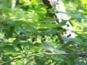 blueberries in holbrook town forest