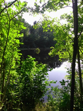 First glimpse of the pond from the Holly Pond Trail.