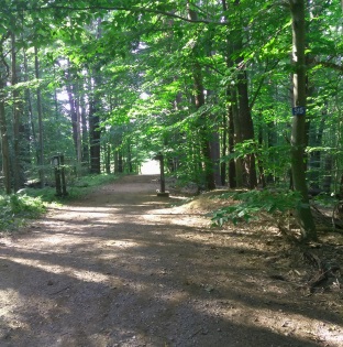 Wide gravel road at S15 marker leading to Holly Pond and onward to the Campground at Wompatuck State Park.