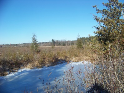 view of cedar swamp from indian crossway