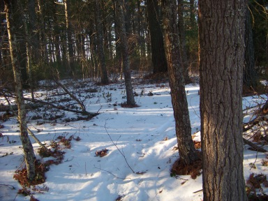 path around fallen trees on indian crossway portion of bay circuit trail