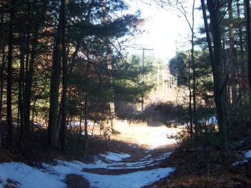 indian crossway emerges from forest