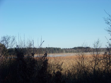 great cedar swamp in Hanson