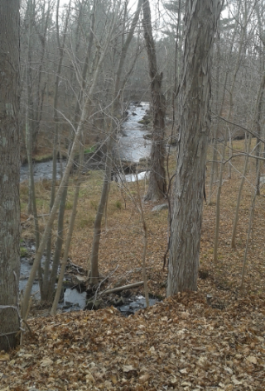 clear view down the indian head river in late fall