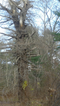 old tree of the trail on indian head trail