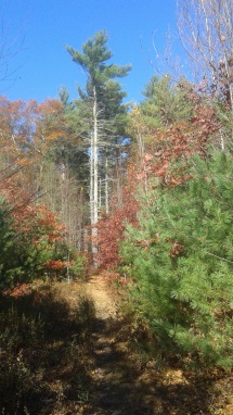 beautiful trail on the private trail section of the three town loop trail