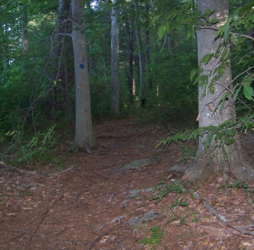 hiking trail marked by blue dots