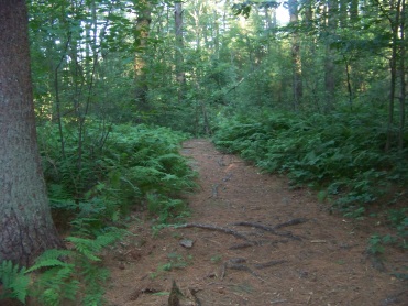 lush trail at jacobs pond conservation area in norwell