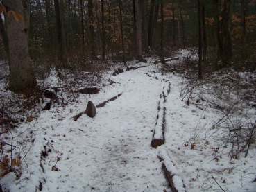 limb lined trail in rockland town forest