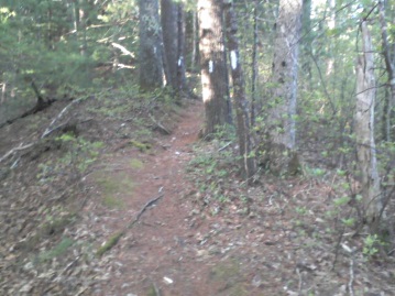 john sherman path at intersection with camp wing conservation trail
