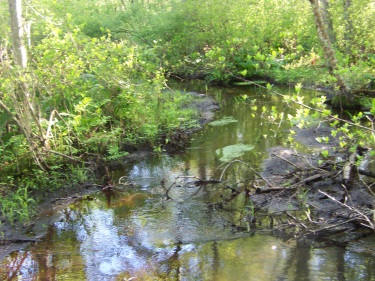 phillips brook on john sherman path side trail