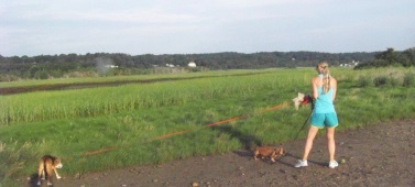 dog walking at Rexhame Beach in Marshfield