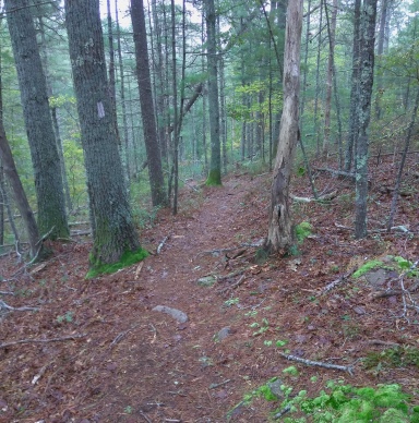 Hiking trail with the white trail blaze of the Bay Circuit Trail.