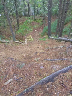 A steep trail leading down to a pond along the trail.