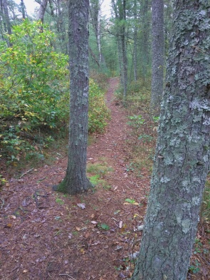 Interesting narrow trail through the Lansing Bennett Forest.