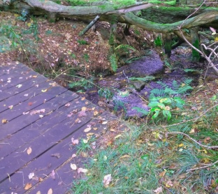 Small woodland bridge over Phillips Brook.