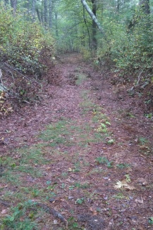 Rough hewn trail in Lansing Bennett Forest.