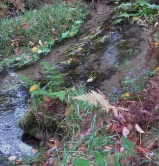 Very shallow but crystal clear Phillips Brook.